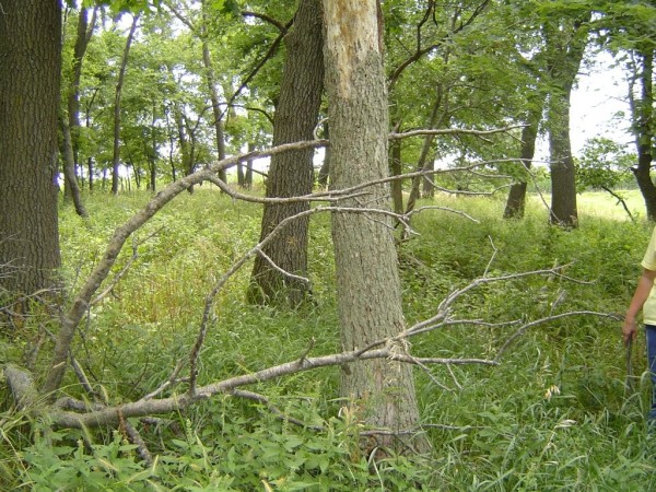 Ford Cemetery 2